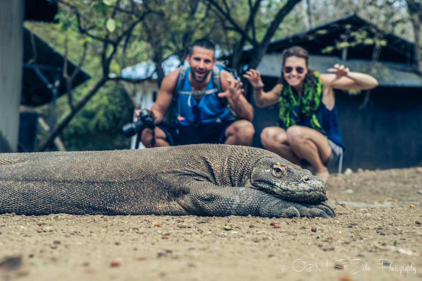 Komodo dragons on Rinca Island. Komodo National Park