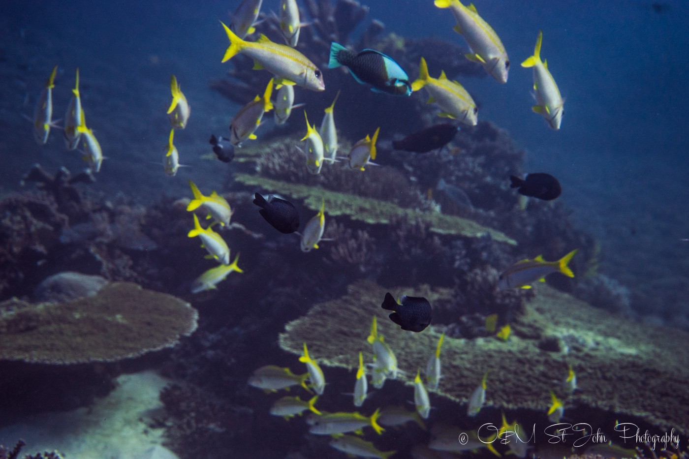 Diving in Komodo National Park. Cauldron, dive in indonesia