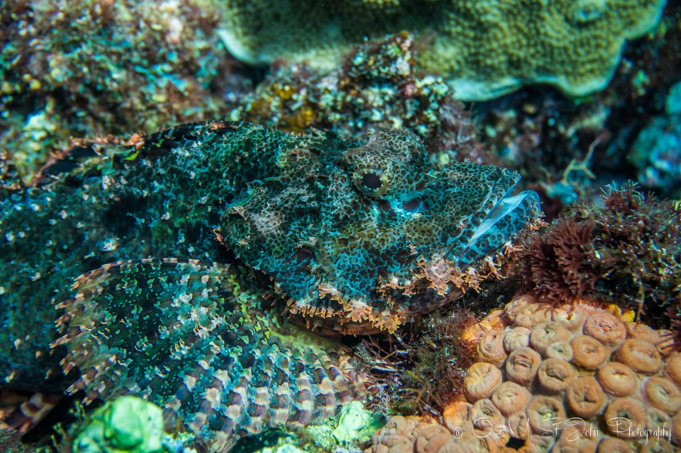 Indonesia Komodo Liveaboard Tatawa 4964