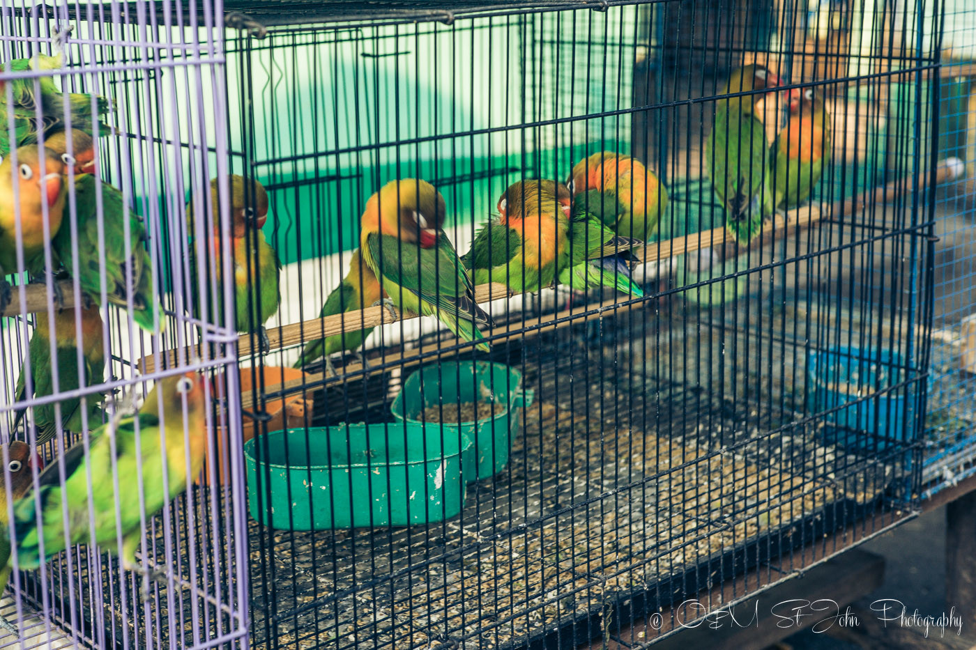 Bird Market in Indonesia