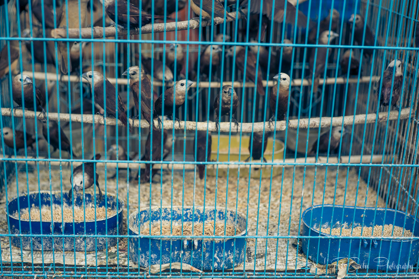 Birds in cages at the Malang Bird Market, East Java, Indonesia