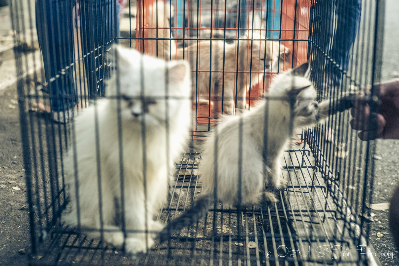 Kittens for sale at the Malang Bird Market, East Java, Indonesia