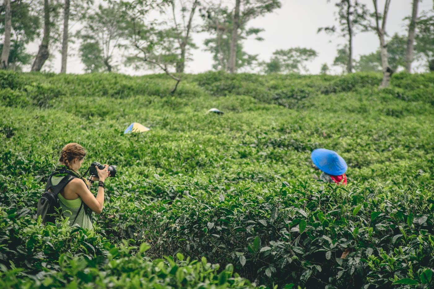 Visiting tea plantations outside of Malang, Java