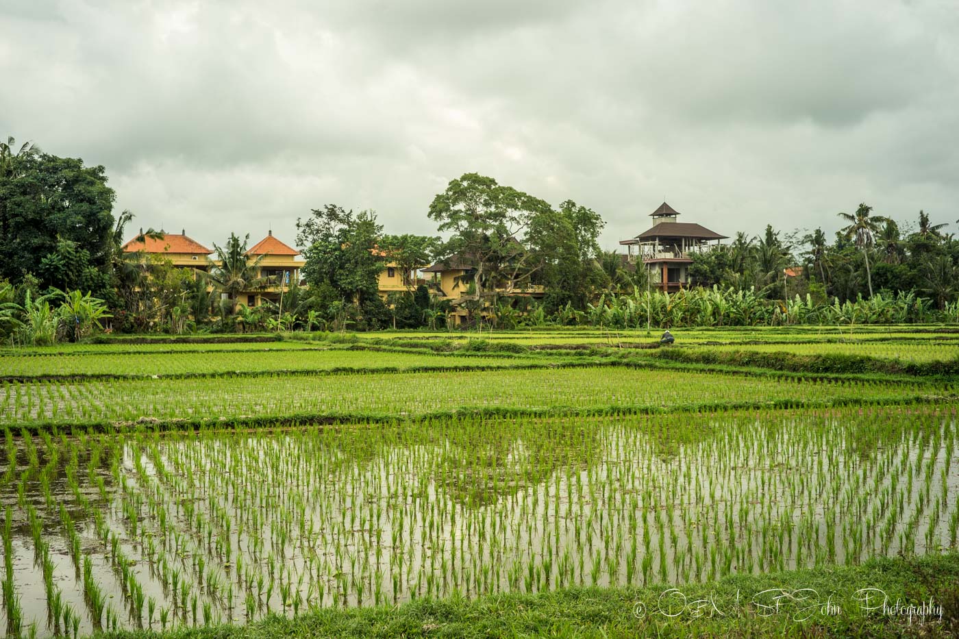 2 Weeks in Indonesia: Rice paddy fields in Bali, Indonesia