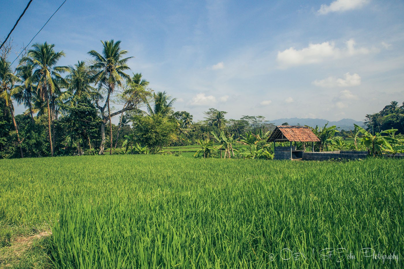 Rice paddies in Javanese country side. Central Java. 