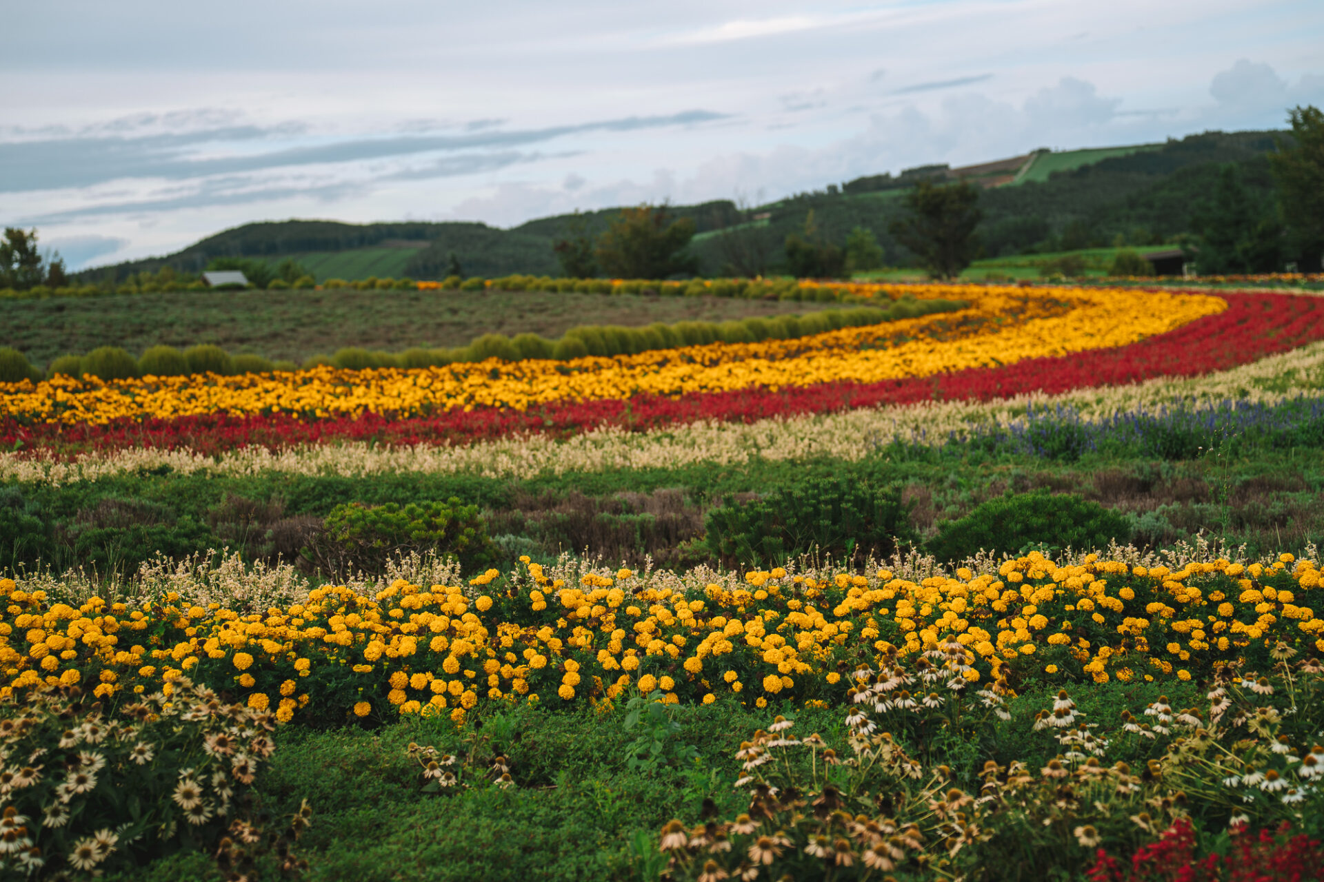 Flower fields in Furano-Biei