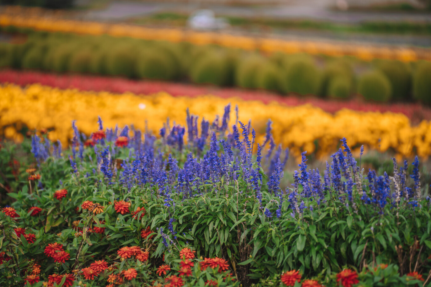 Lavender and other flowers in Furano-Biei