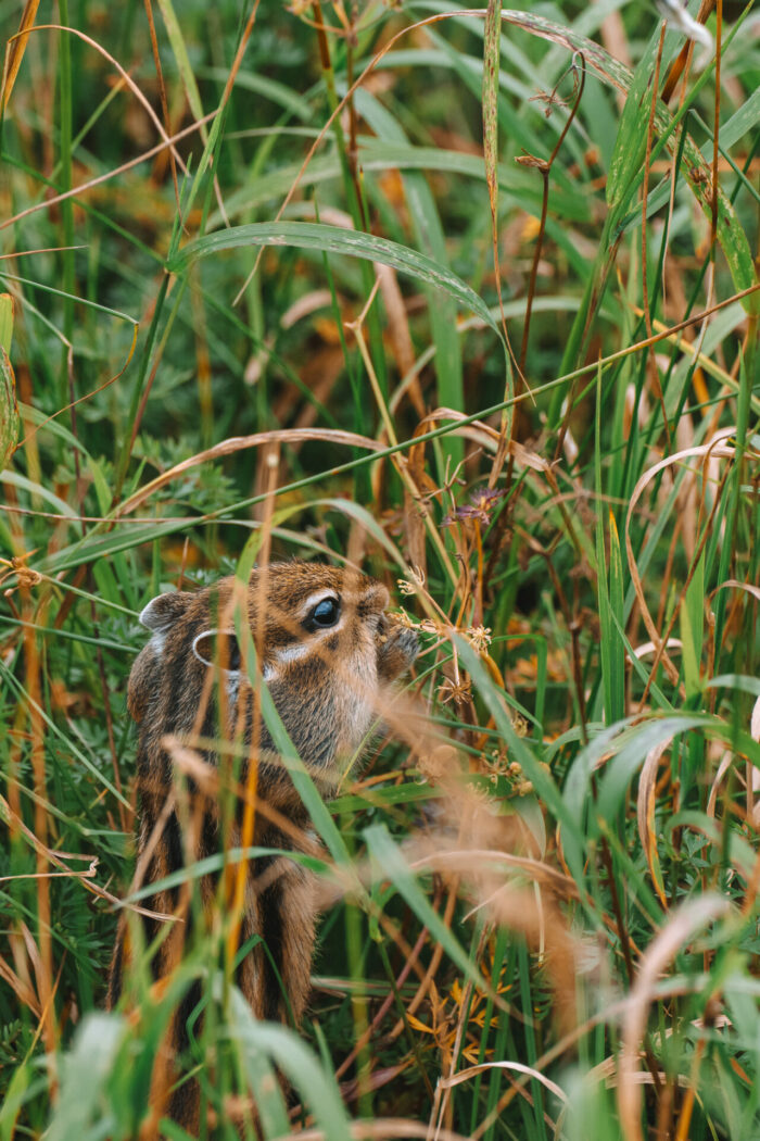 Chipmunk spotted at Daisetsuzan National Park