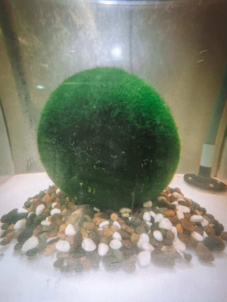 Sphere-shaped algae in Lake Akan, Hokkaido, Japan