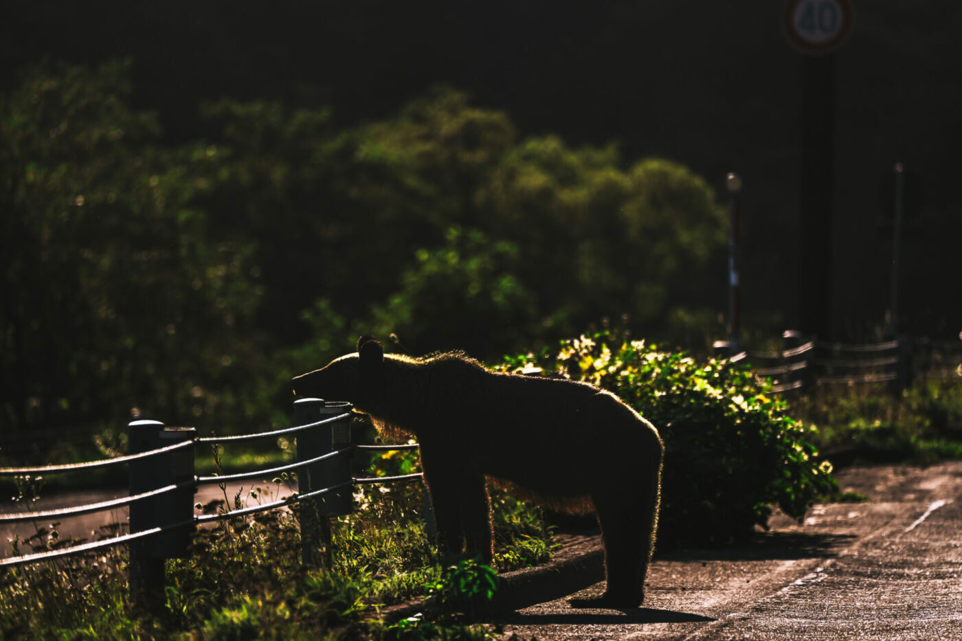 Bear spotted at Shiretoko National Park
