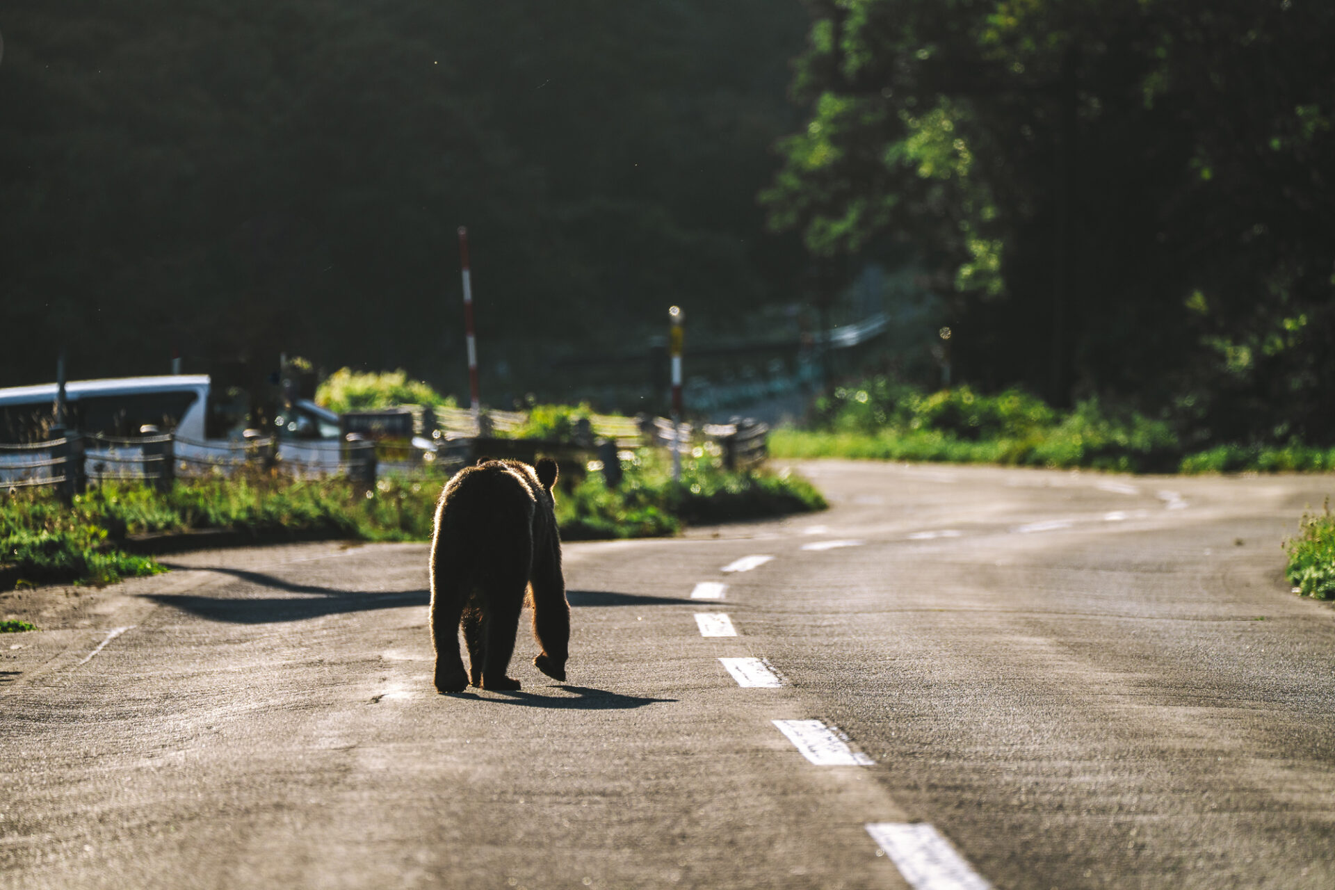 Our accidental bear sighting on the road in Shiretoko National Park