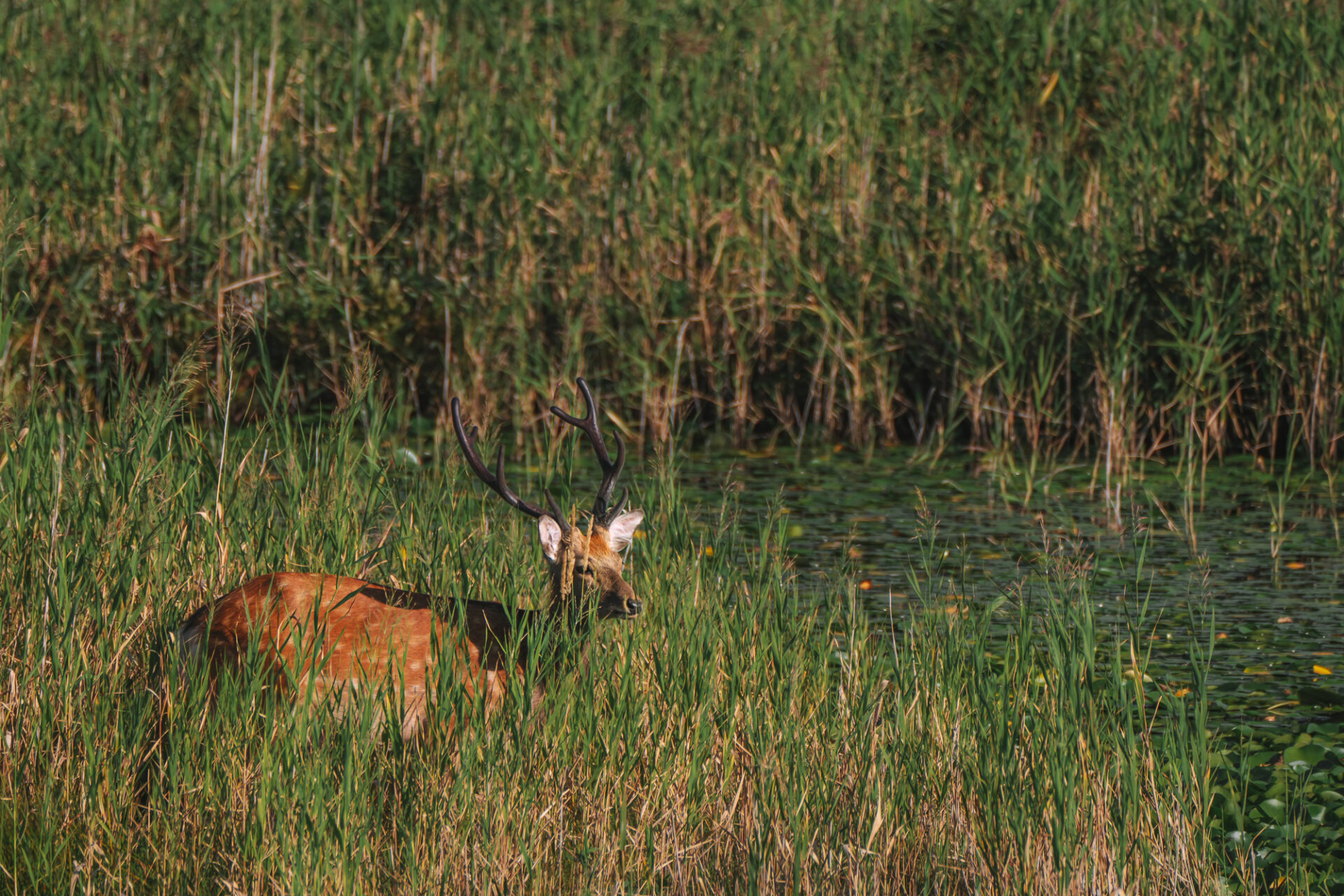 Deer spotted near the lake