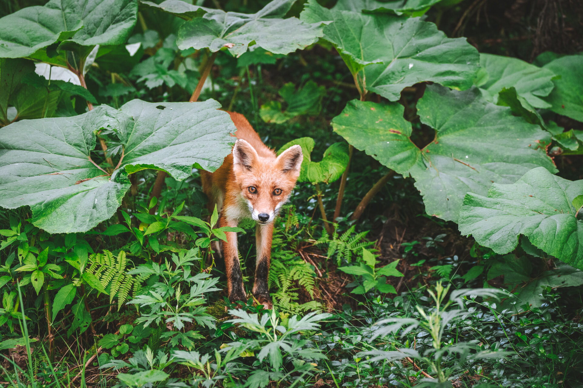 Shiretoko peninsula fox