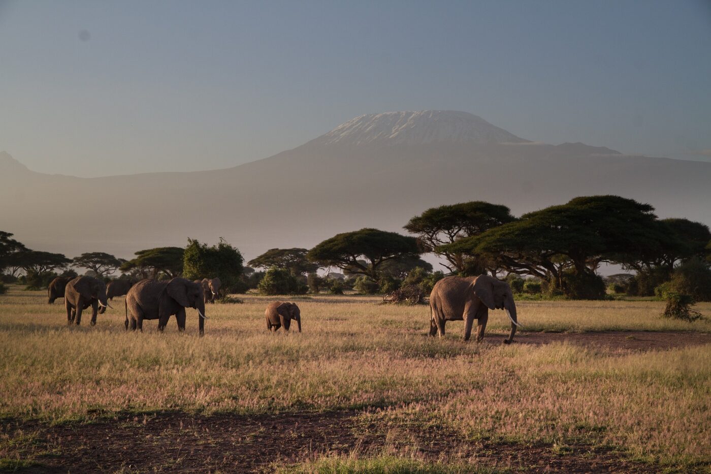 Amboseli National Park, safari parks in kenya