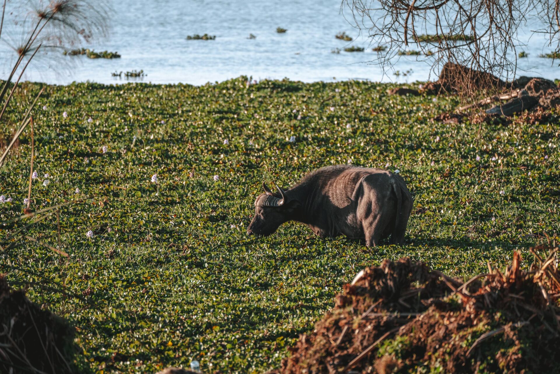 Buffalo grazing in front of Loldia House