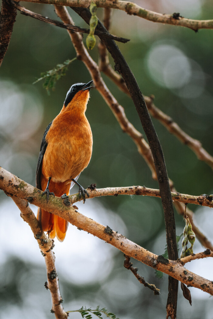 Kenya Lake Nakuru National Park bird 03209