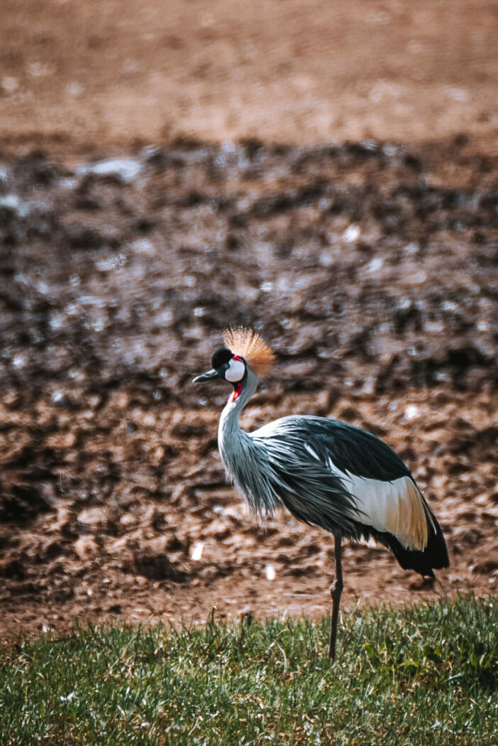 Kenya Lake Nakuru National Park bird 06827