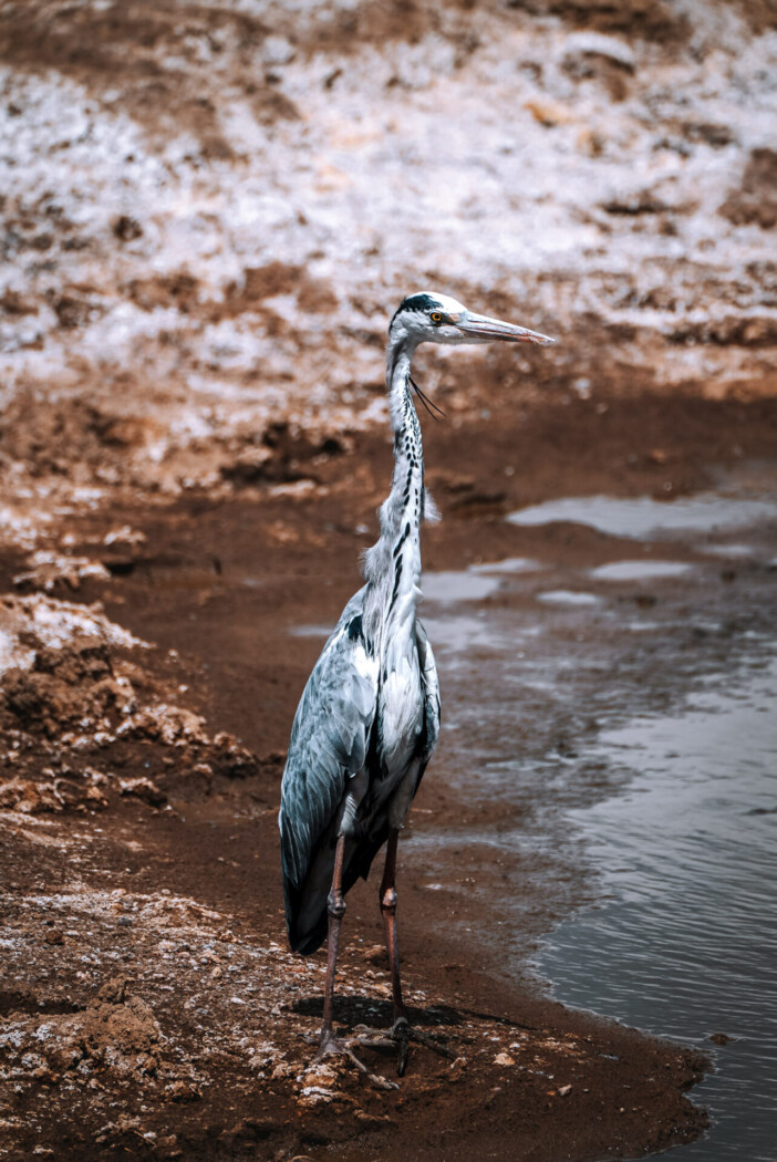 Kenya Lake Nakuru National Park bird 06899