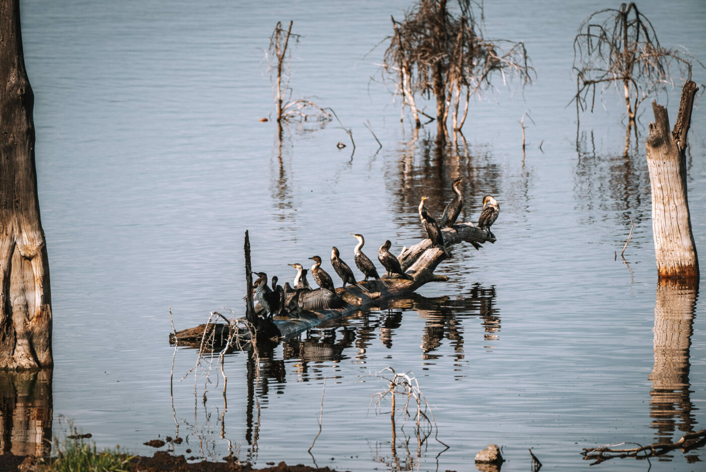 Kenya Lake Nakuru National Park birds 06816