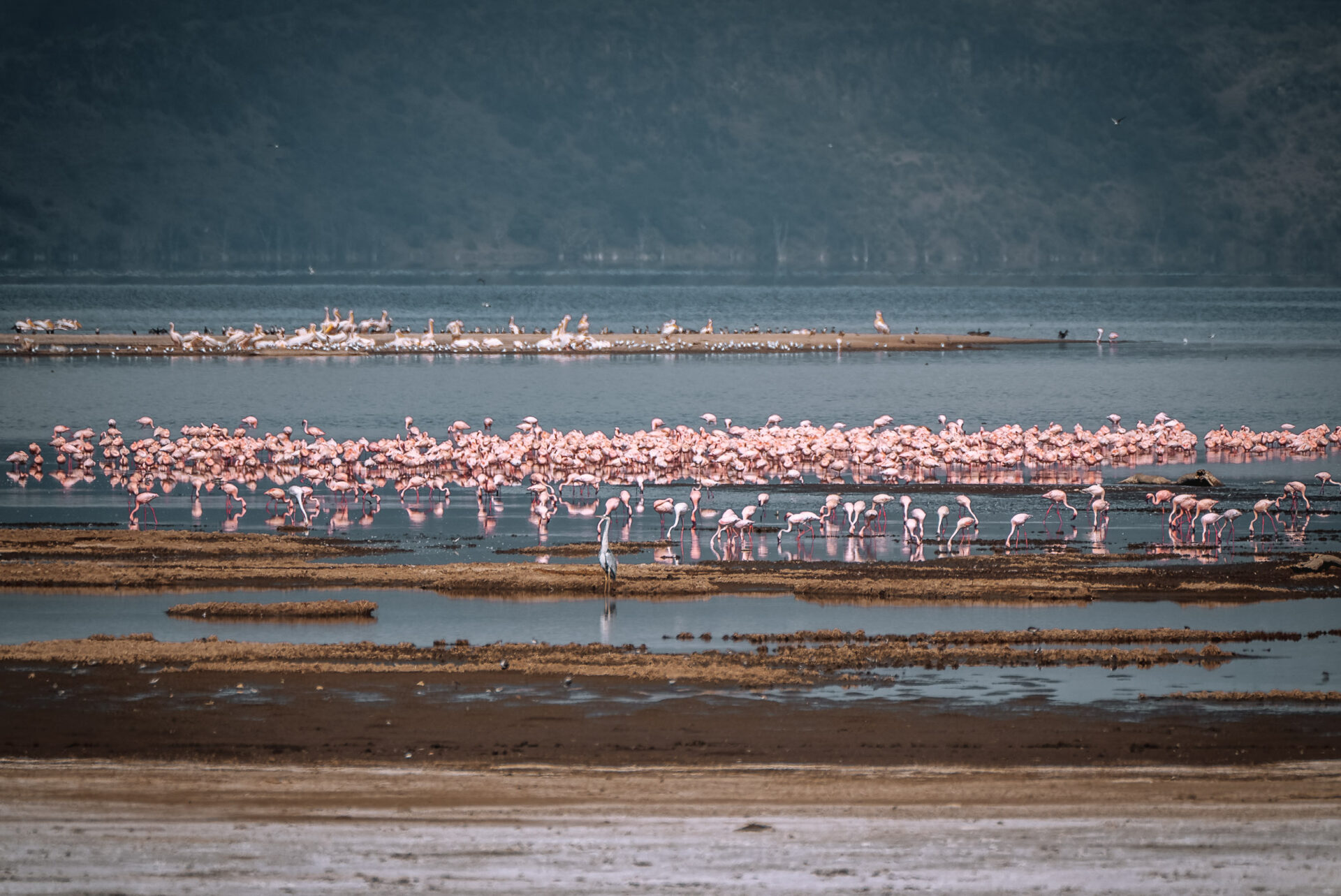Kenya Lake Nakuru National Park flamingo 06821