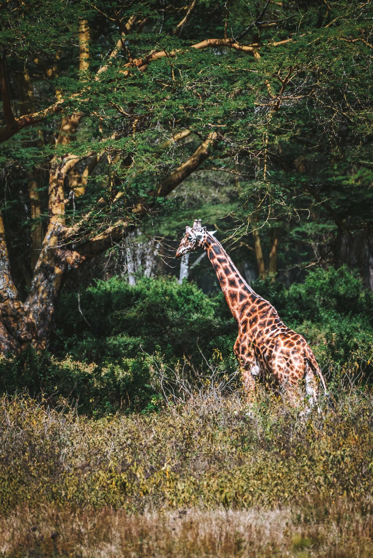 Kenya Lake Nakuru National Park giraffe 06841