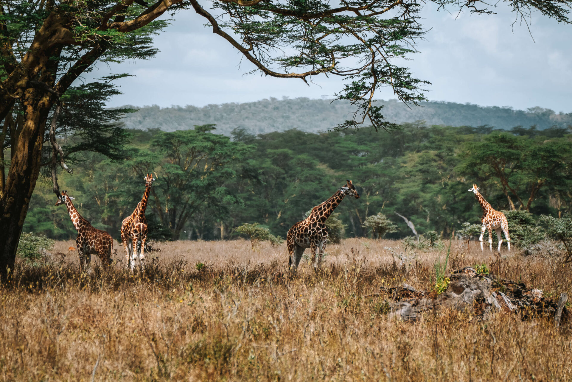 Kenya Lake Nakuru National Park giraffe 06843
