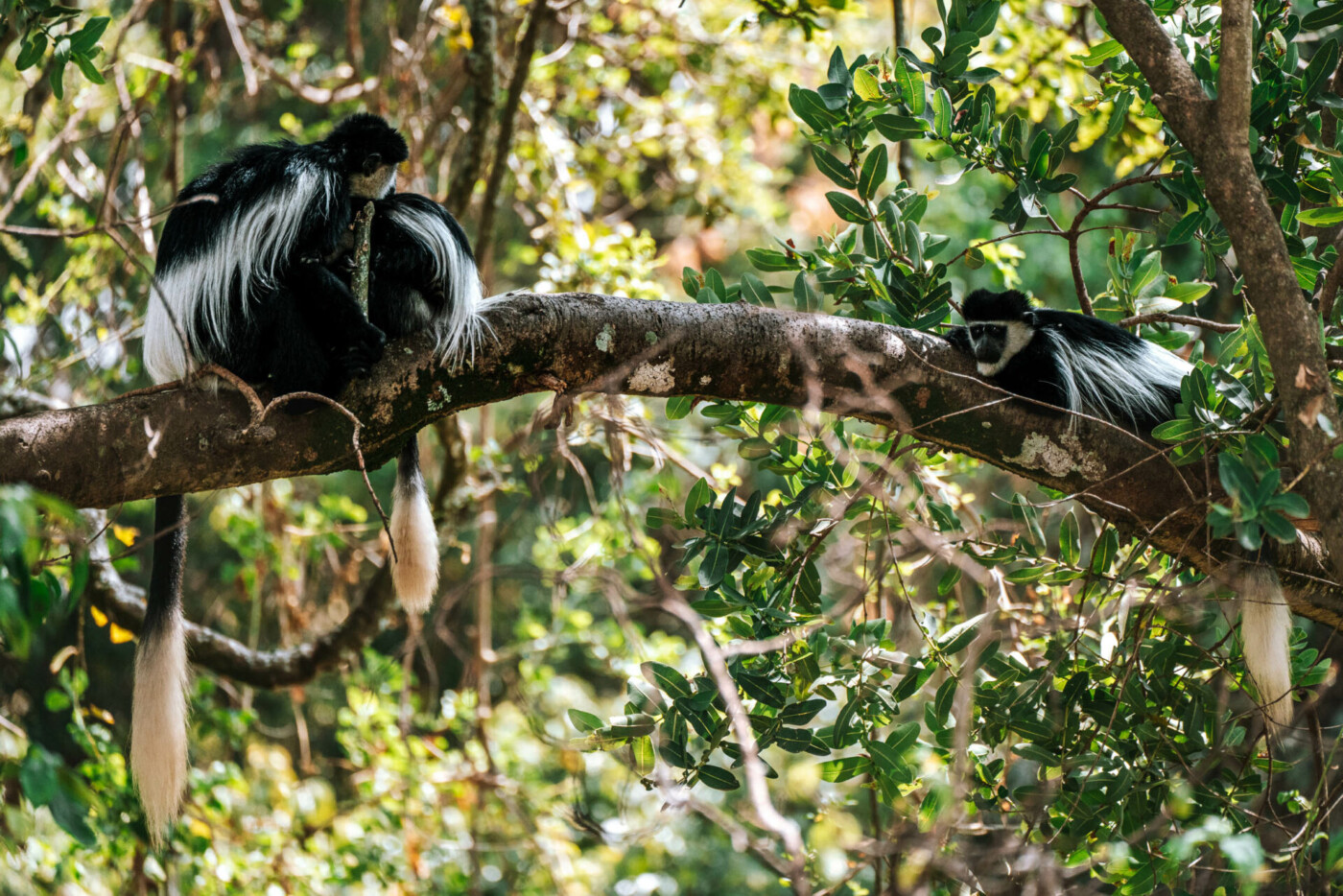 Kenya Lake Nakuru National Park monkey 03208