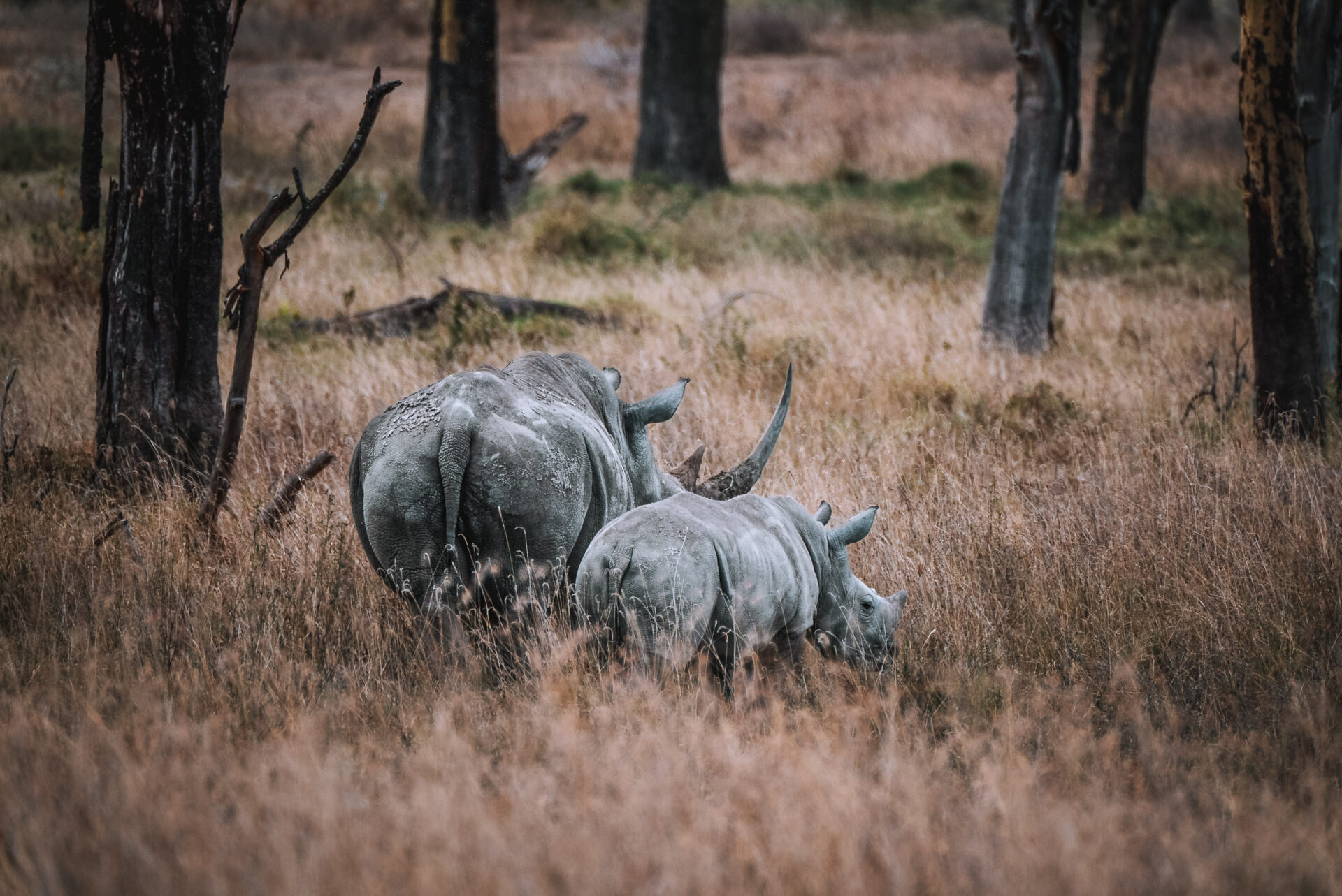 Kenya Lake Nakuru National Park rhino 06834