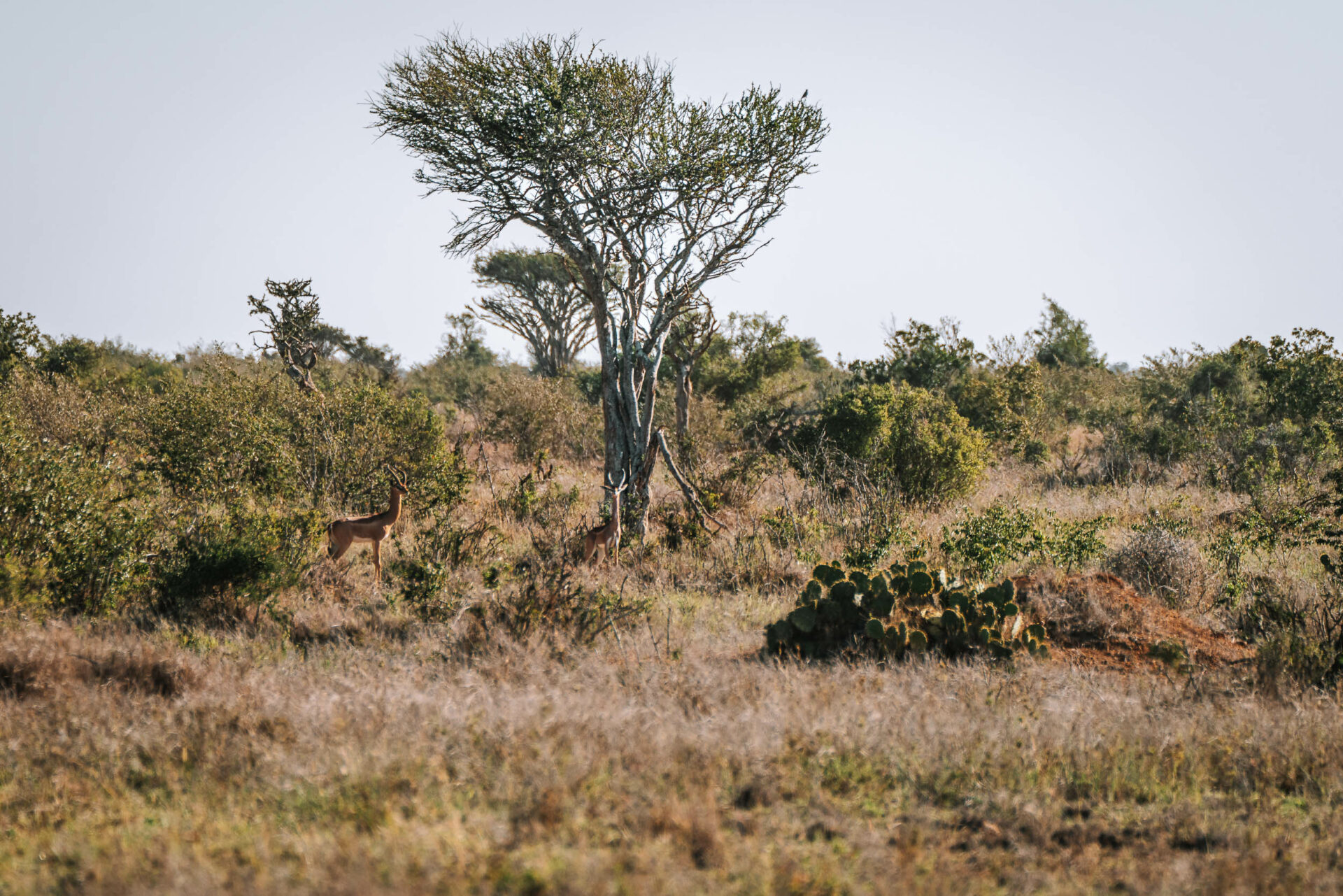 loisaba conservancy, safari parks in kenya