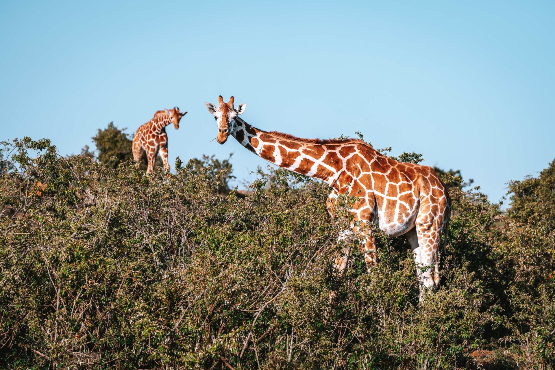 Kenya Loisaba Conservancy giraffe 03577