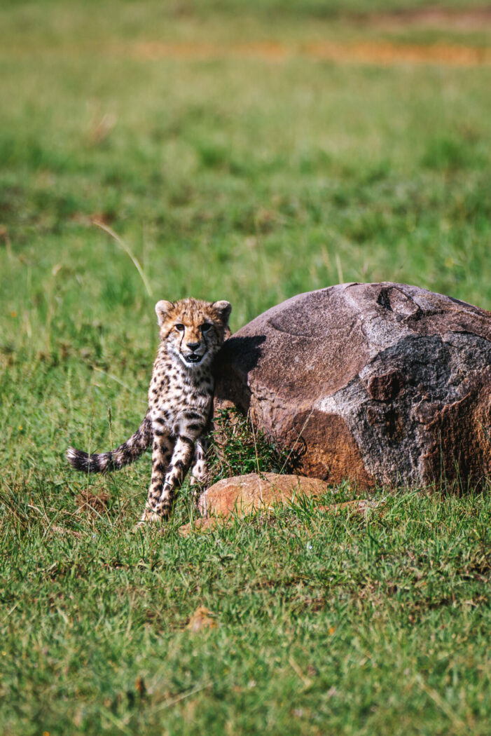 kenya safari, cheetah
