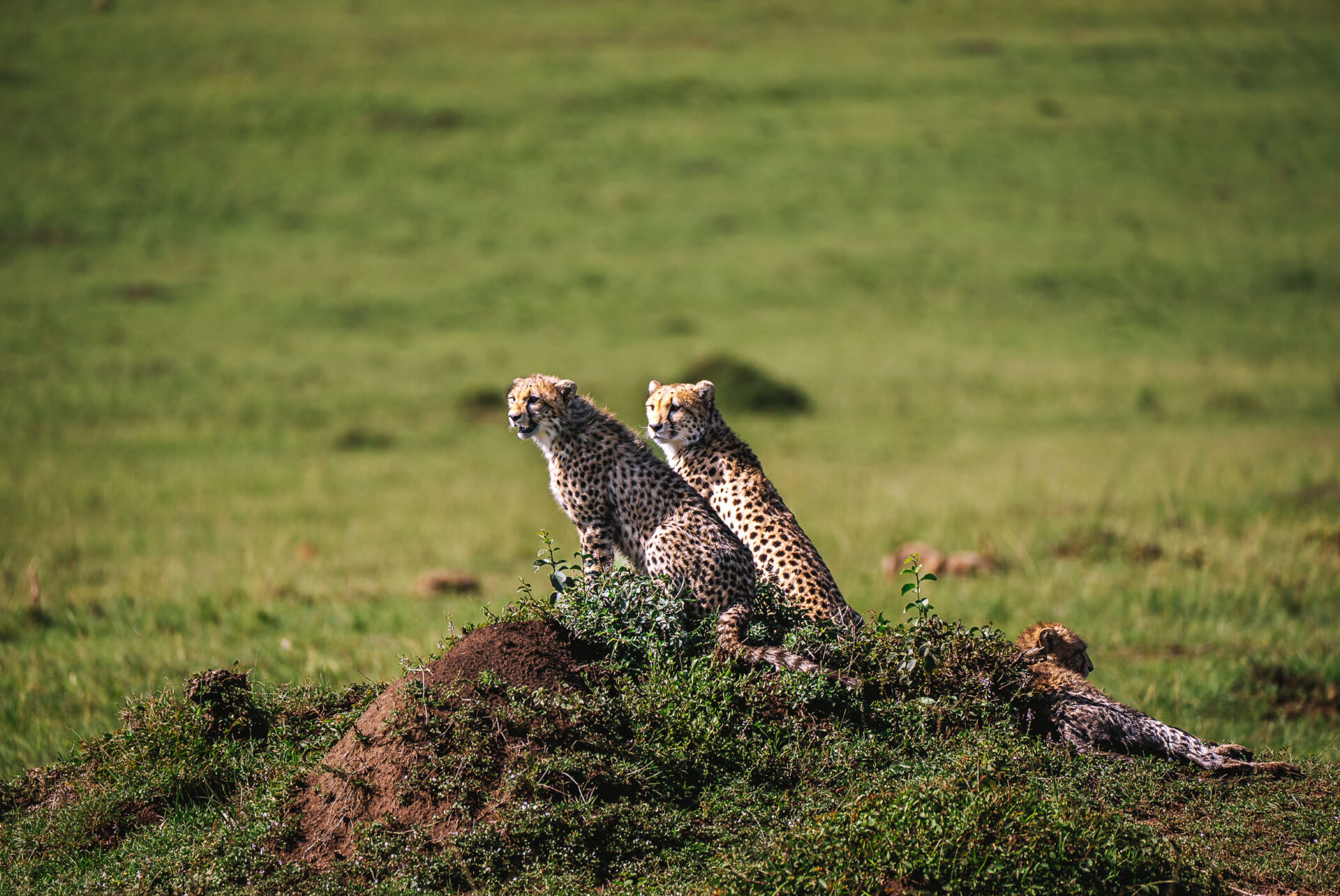 Cheetahs on the prowl