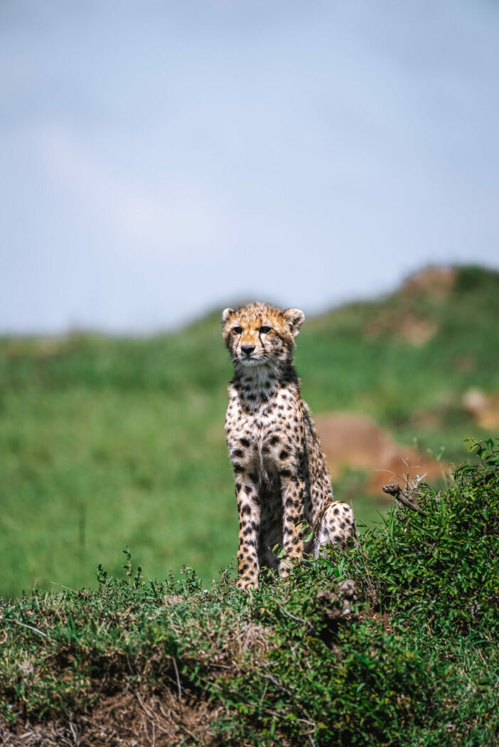 Kenya Maasai Mara safari cheetah cub 07386