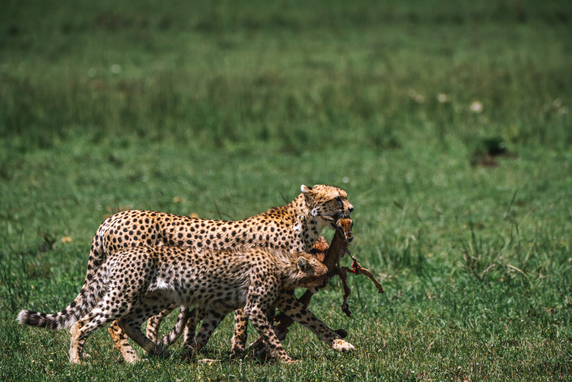 Kenya Maasai Mara safari cheetah kill 03801