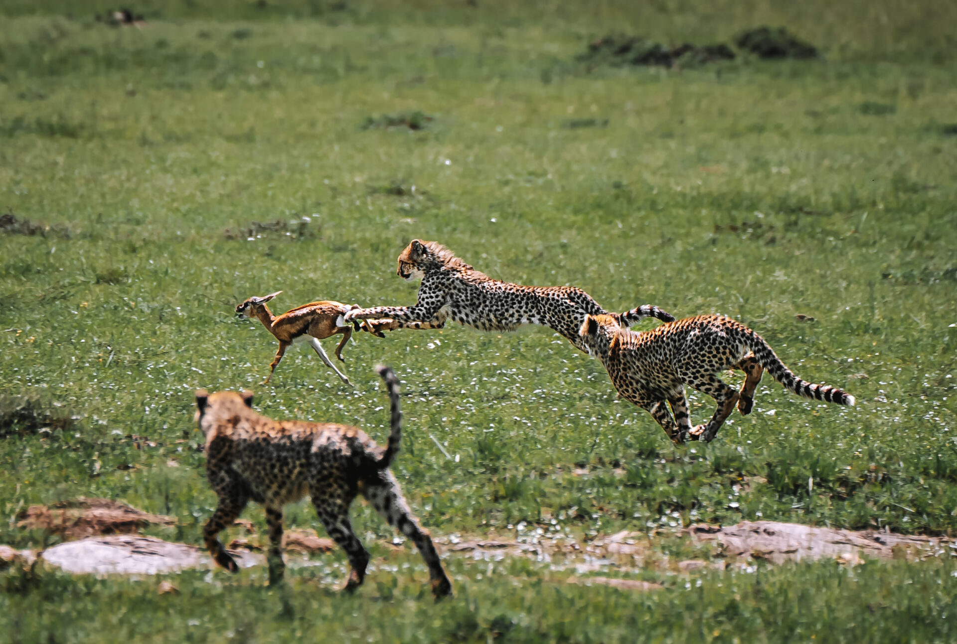Kenya Maasai Mara safari cheetah kill 07406