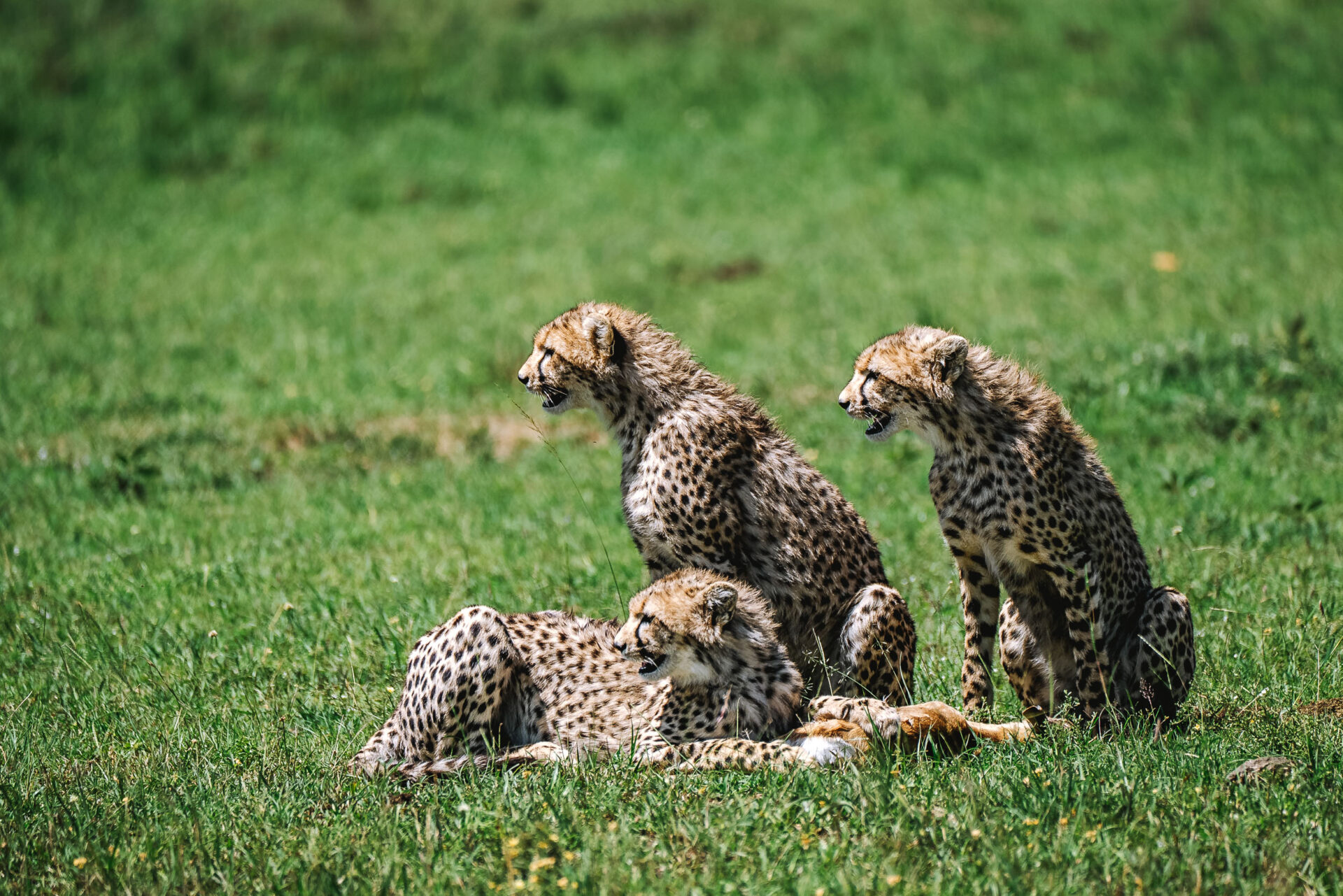 Kenya Maasai Mara safari cheetah kill 07426