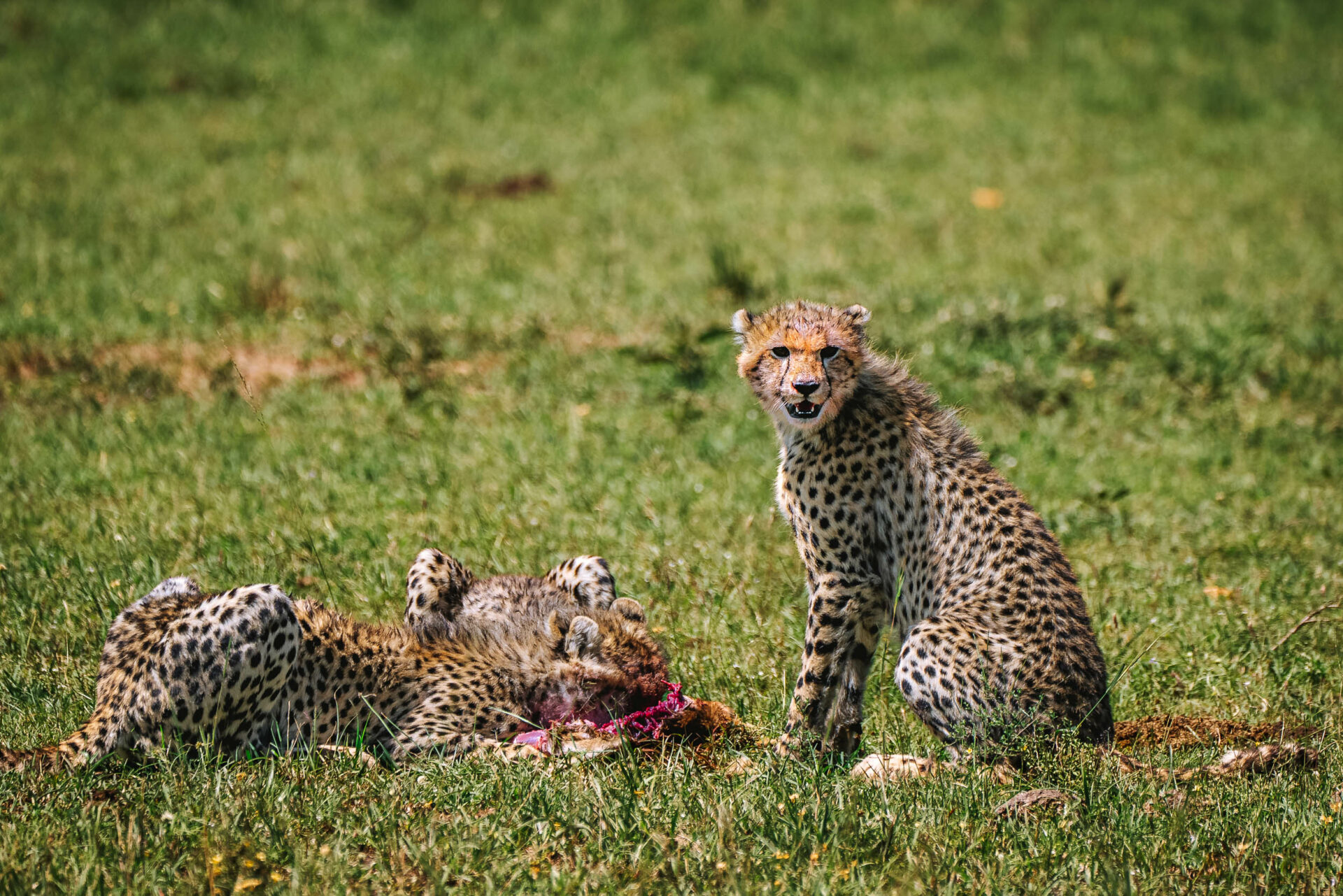 Young cheetahs enjoying their kill in Masai Mara