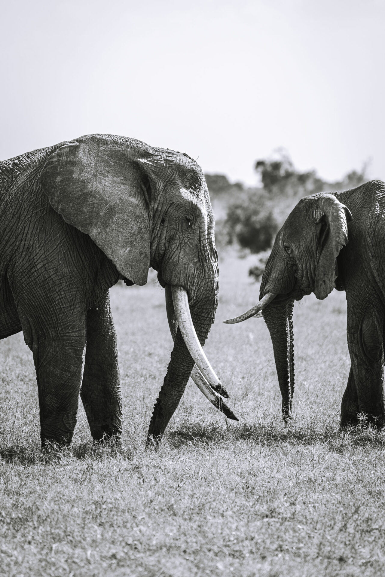 Kenya Maasai Mara safari elephant 03592