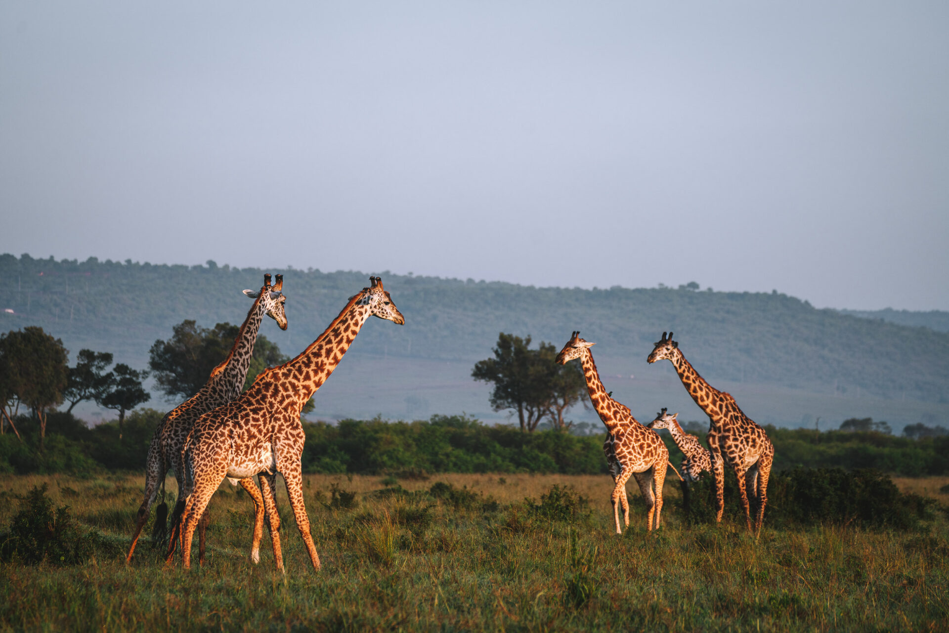 Giraffes in the Mara, kenya safari