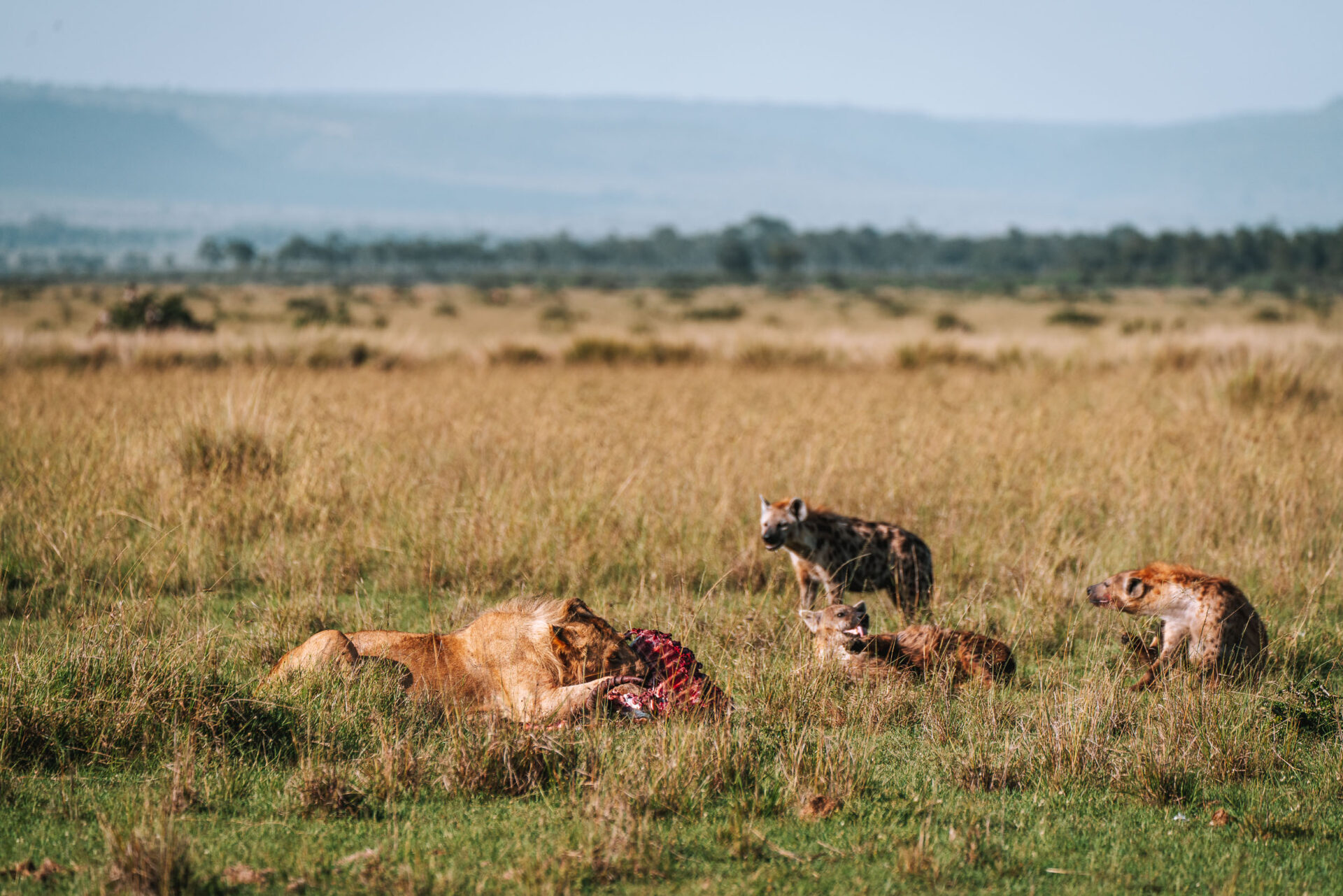Kenya Maasai Mara safari lion kill 03604