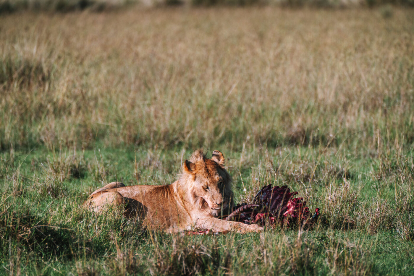 Kenya Maasai Mara safari lion kill 03613