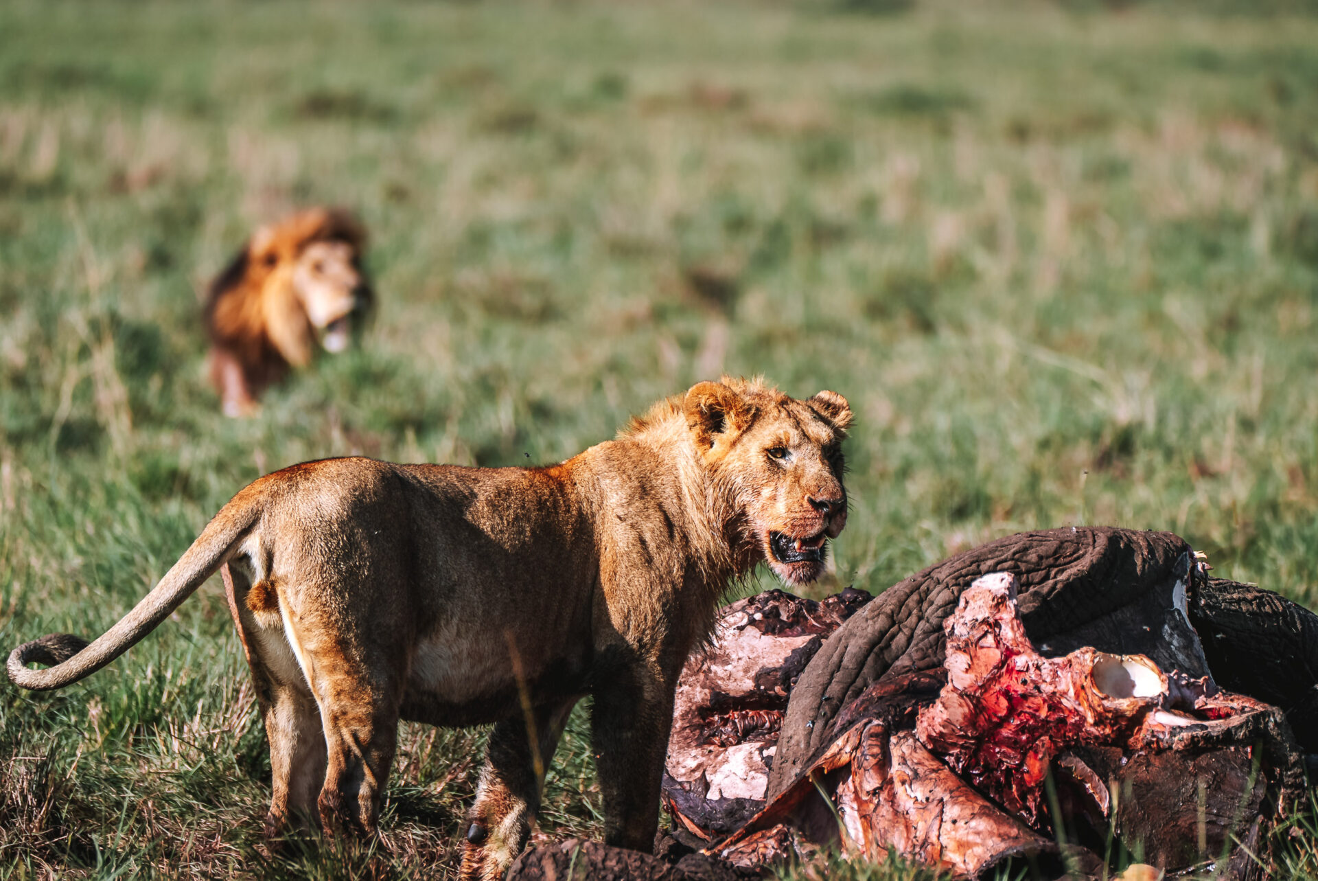 Lion pride surrounds an elephant carcass, kenya safari