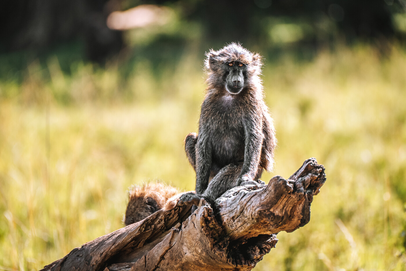 Kenya Masai Mara Governors Camp safari baboon 07770