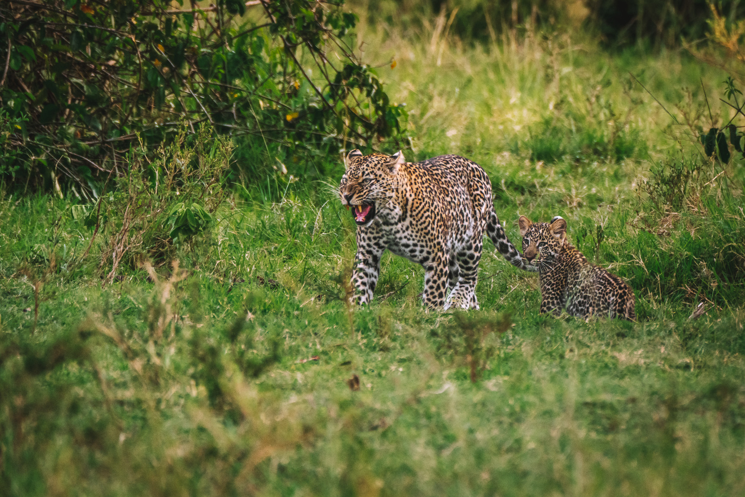 Mom and cub, kenya safari