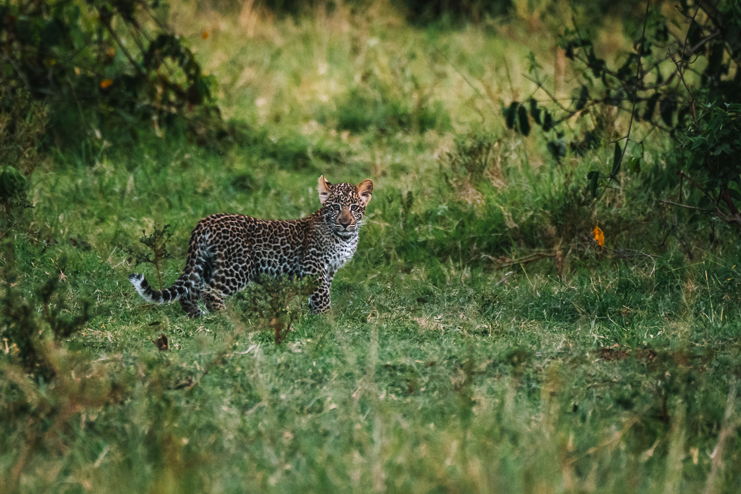 Kenya Masai Mara Governors Camp safari leopard 04016