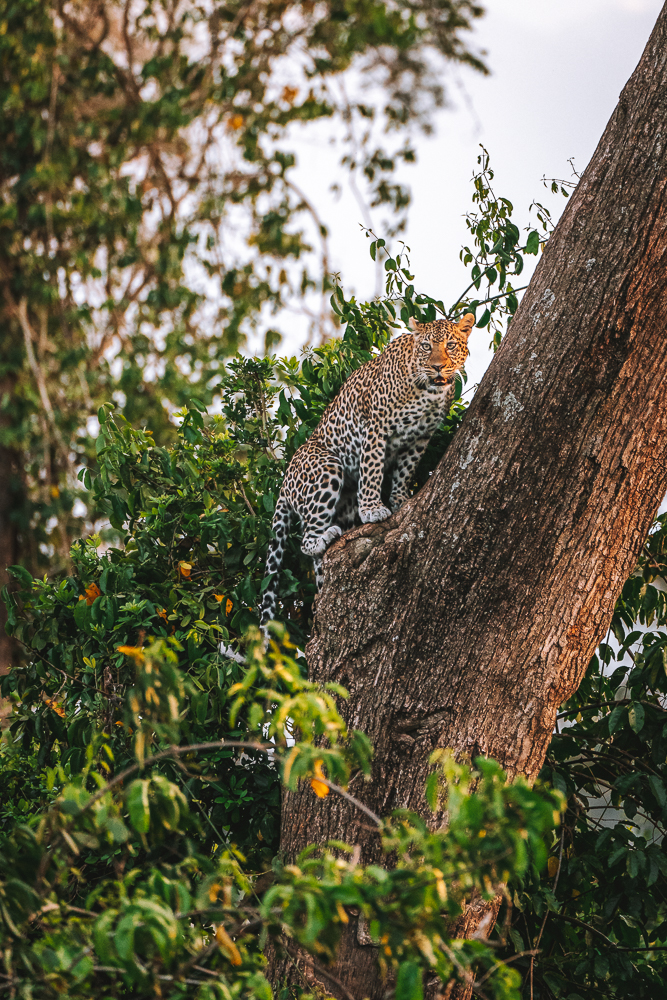 leopard in the Mara