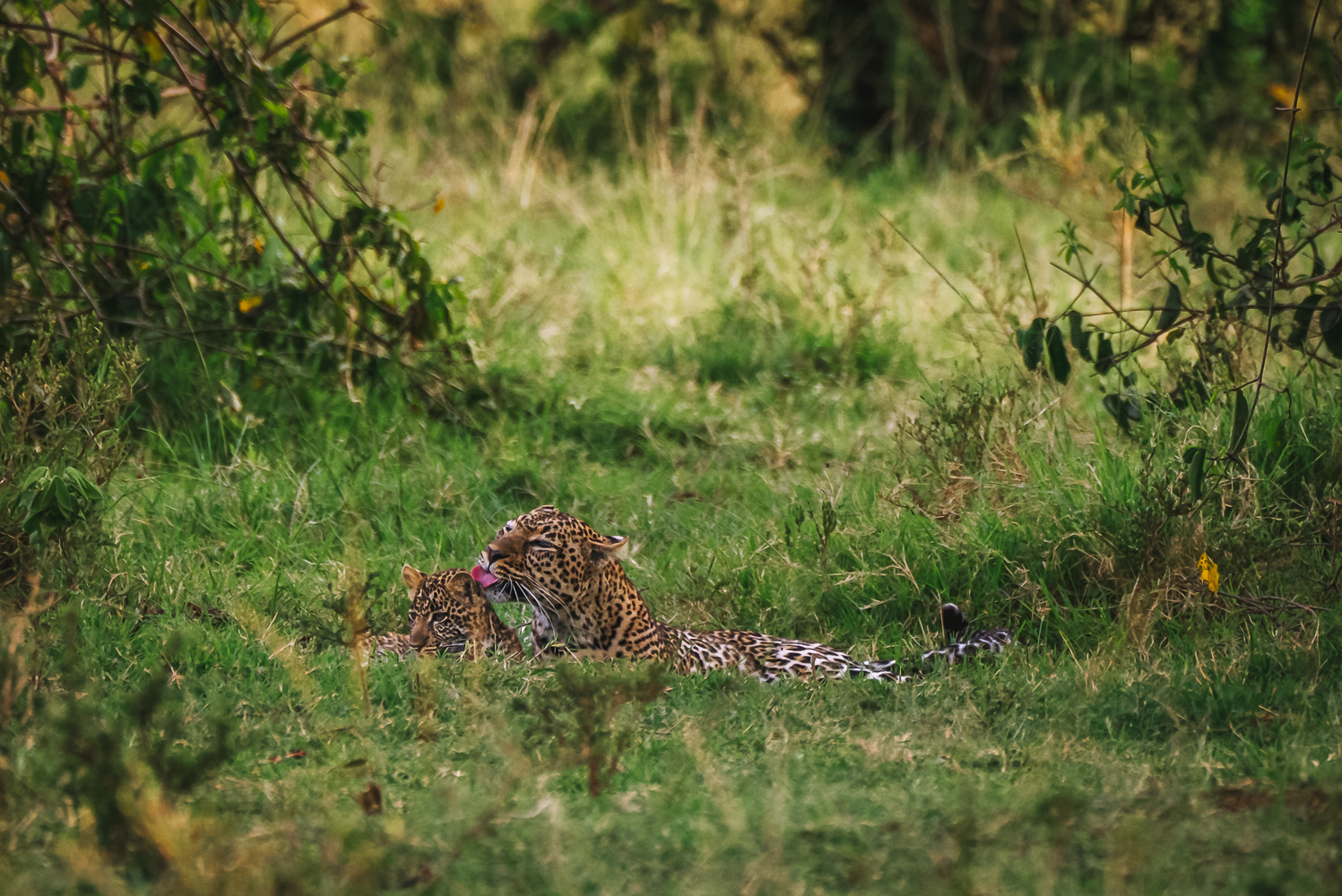 Kenya Masai Mara Governors Camp safari leopard 07537