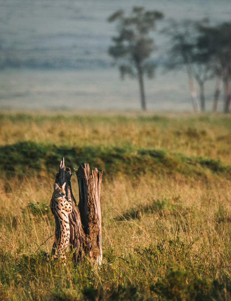 kenya safari