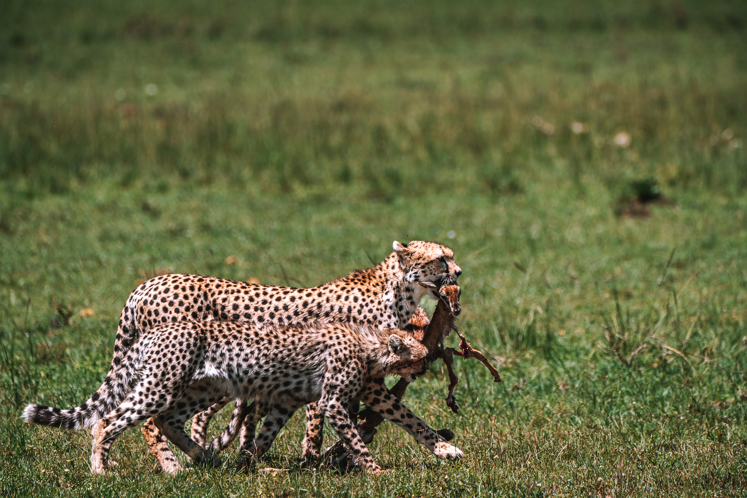 Cheetah cubs and their kill