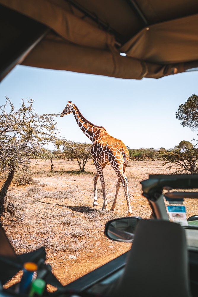 Kenya Mugie Conservancy Tala giraffe 07230